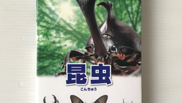 小学2年の昆虫博士
